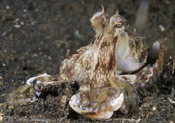 Veined octopus. Lembeh straits. D200, 60mm. by Derek Haslam 